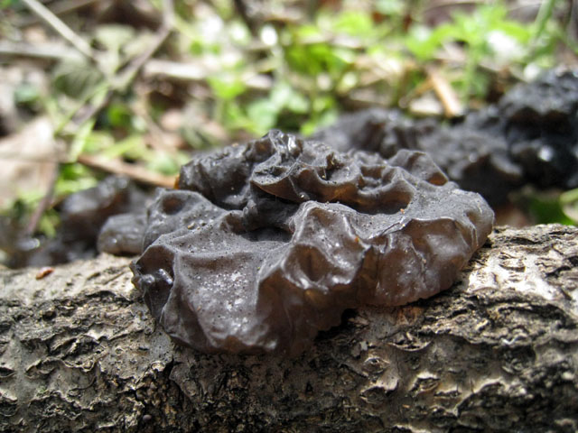 E dopo la pioggia arrivano .....